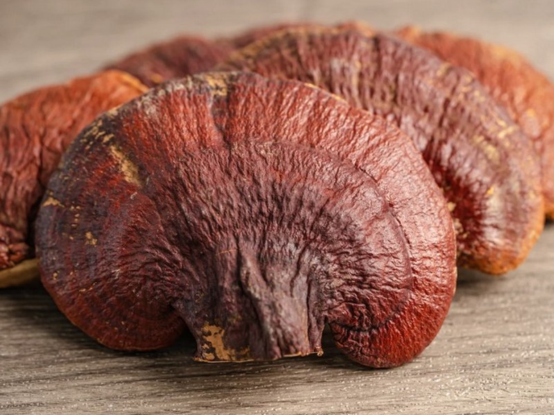 mushroom reishi